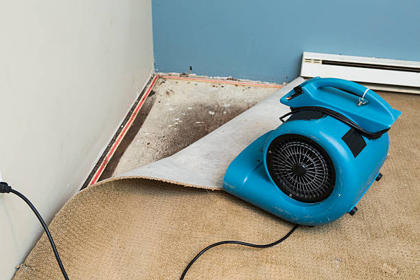 Best Water damage contractors near me  in Newberry, FL